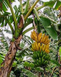 Plaintain banana