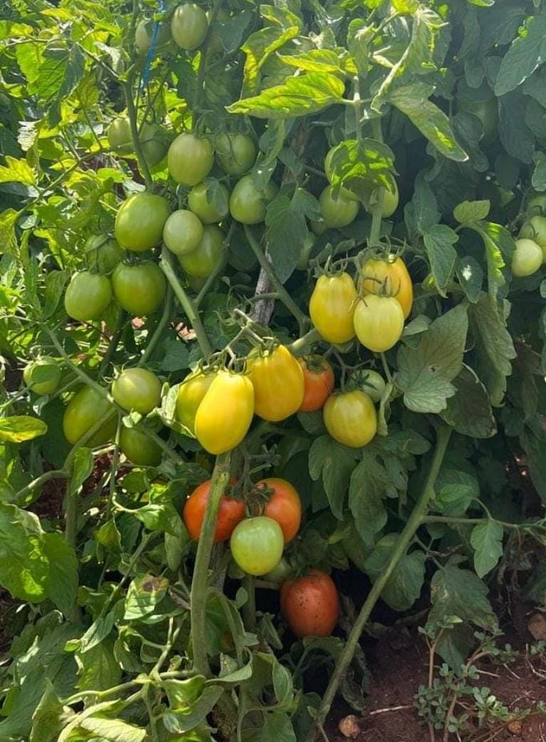 Tomatoes