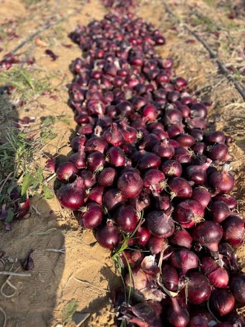 Red Onions
