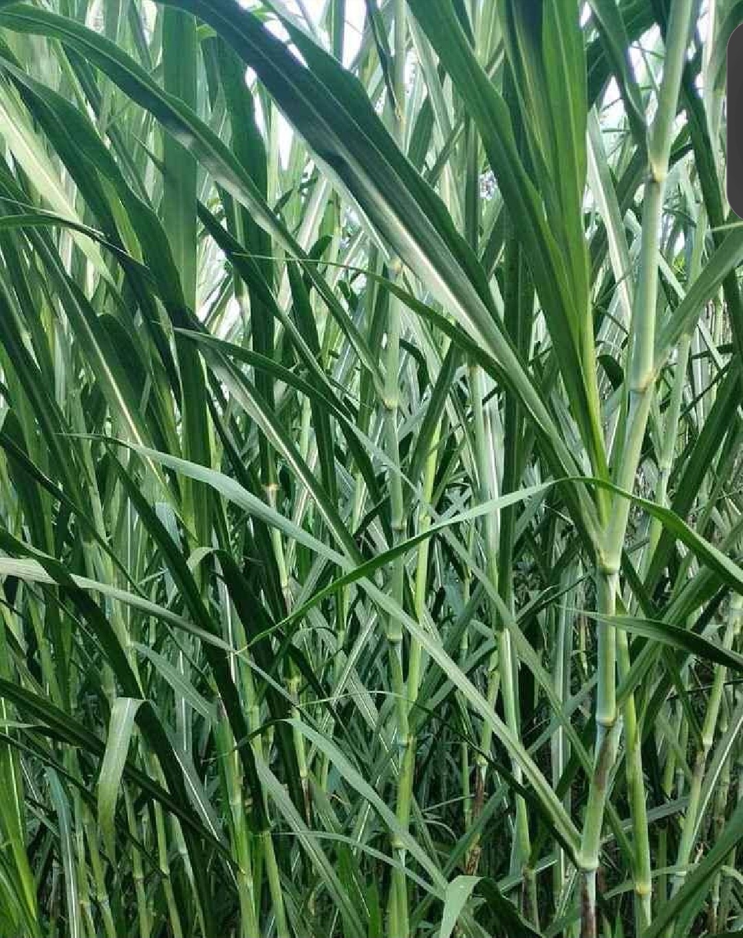 All animal pasture and farm supplements