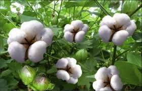 Cotton