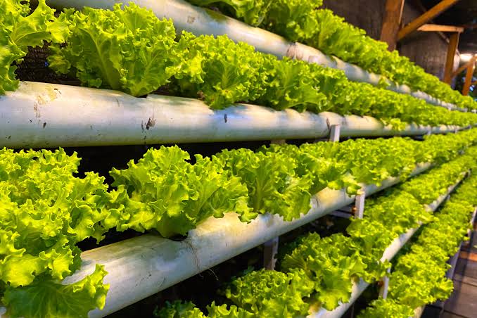 Hydroponic farming