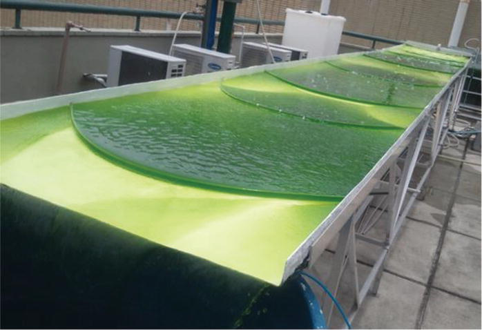 Microalgae production