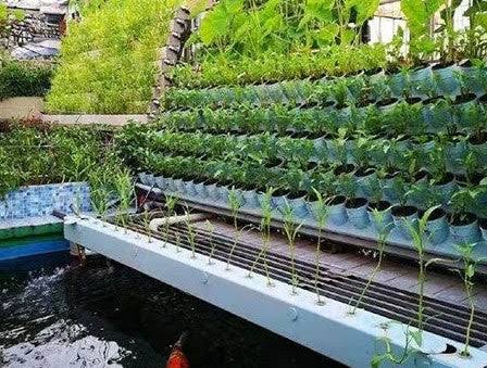 Aquaponics setup stock