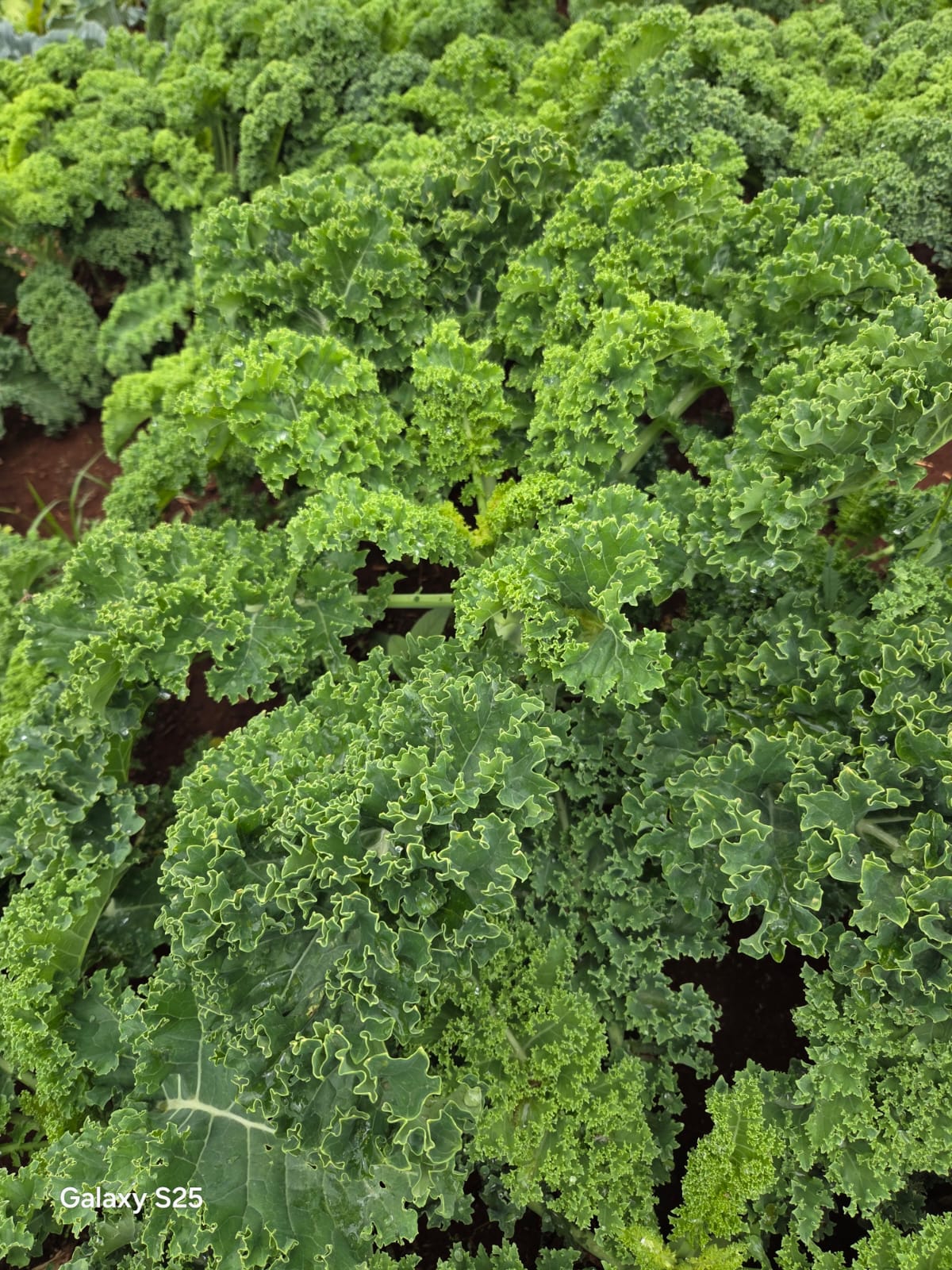 Sukuma Matumbo (curly kales)