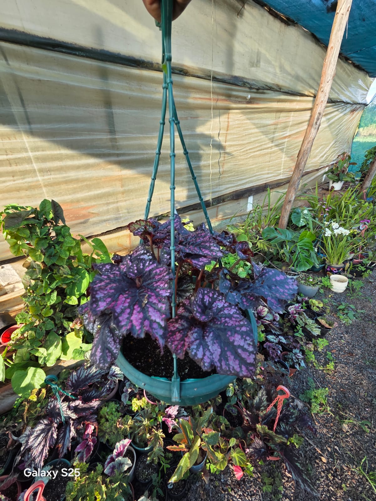 Begonia
