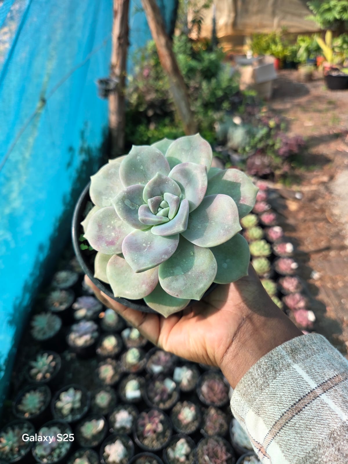 Echeveria (succulent)