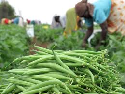 French Beans