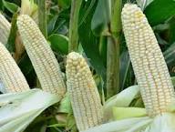 Maize