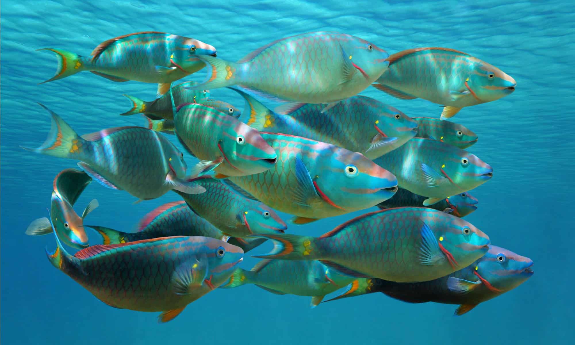Parrotfish