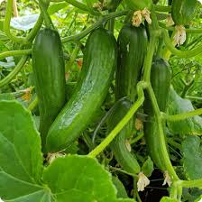 Cucumber