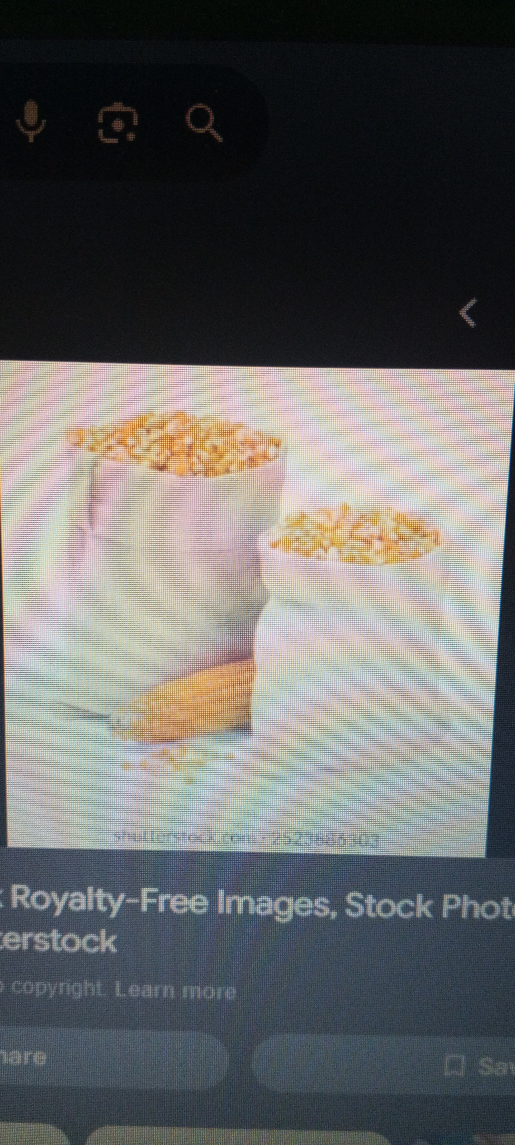 Maize