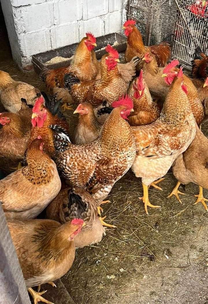 improve kienyeji chicken