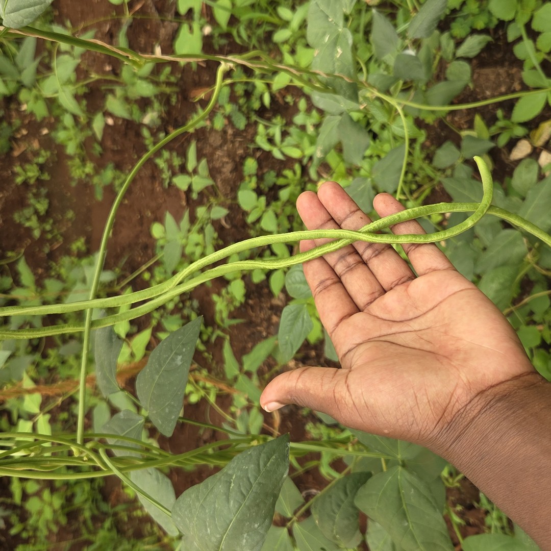 Long Beans
