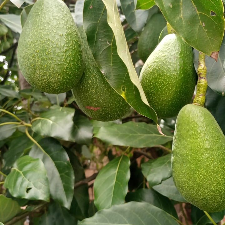 Ovacado
