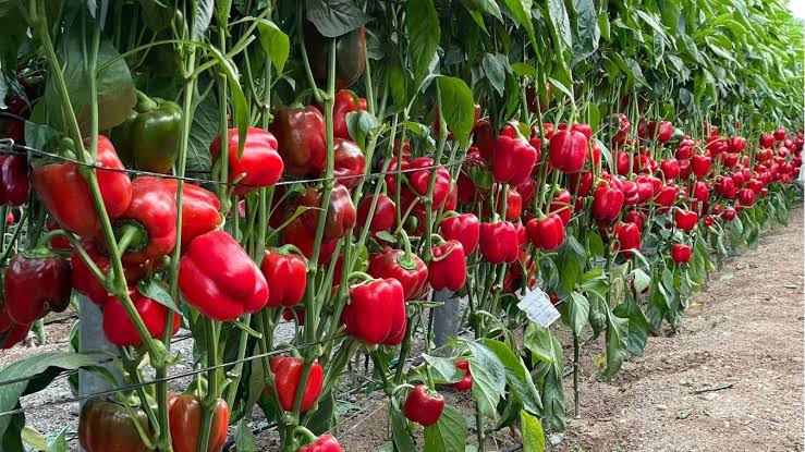 Red peppers