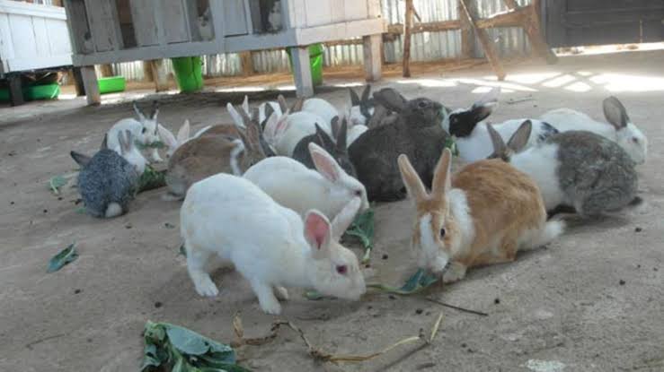 Rabbits