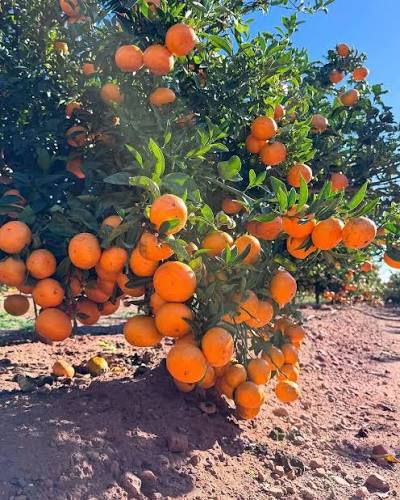 Pixie Oranges