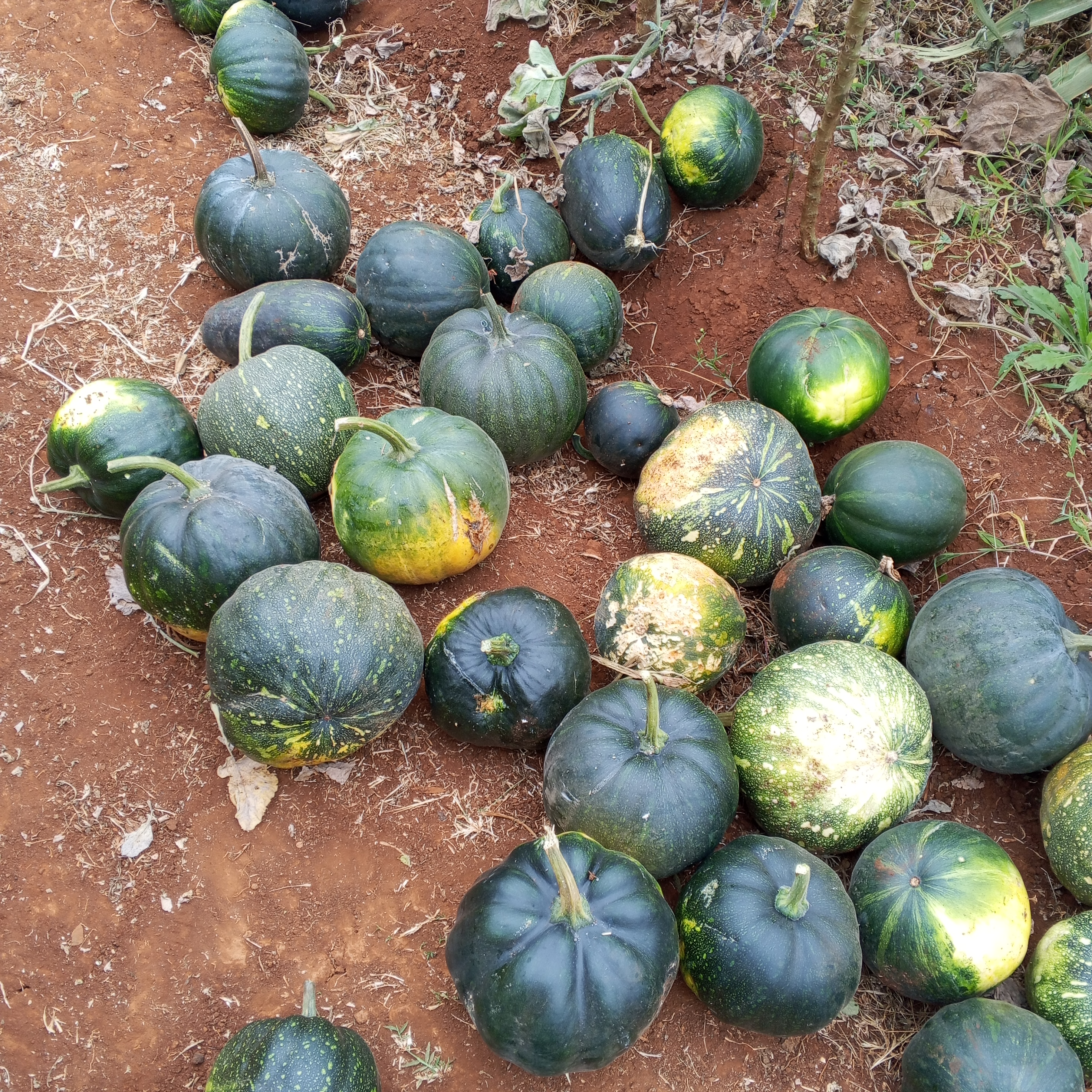 Fresh pumpkins