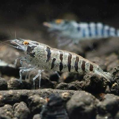 Freshwater shrimp