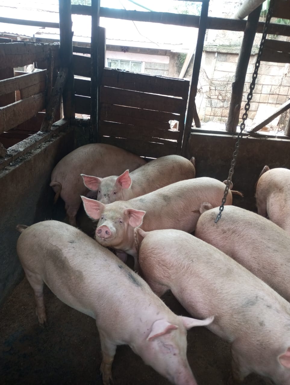 Farm pigs