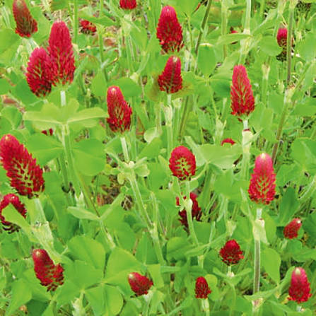 Red clover