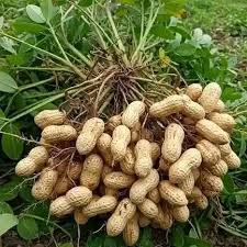 Runner groundnuts