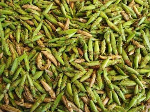 GRASSHOPPERS