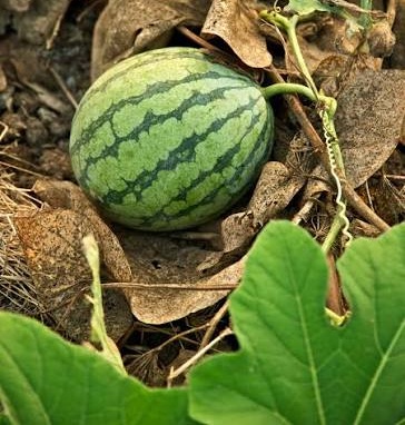 Watermelon