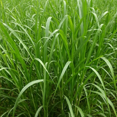 Top fodder plant