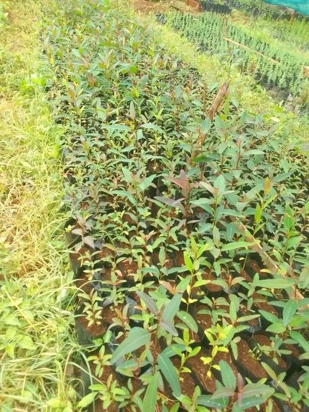 Tree seedlings