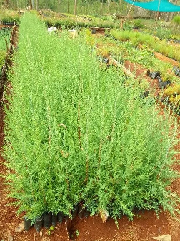 Tree seedlings