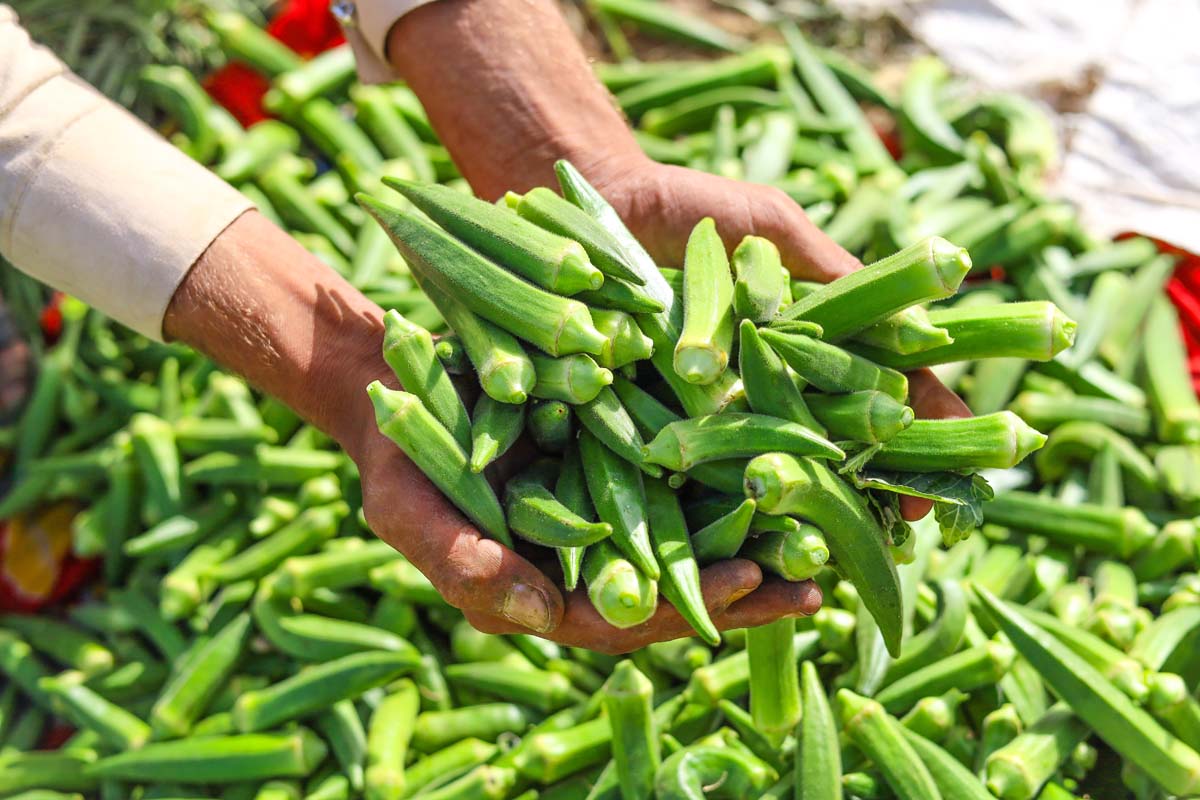 Okra