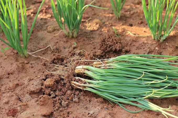 Spring Onions
