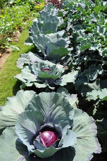 Red Cabbage