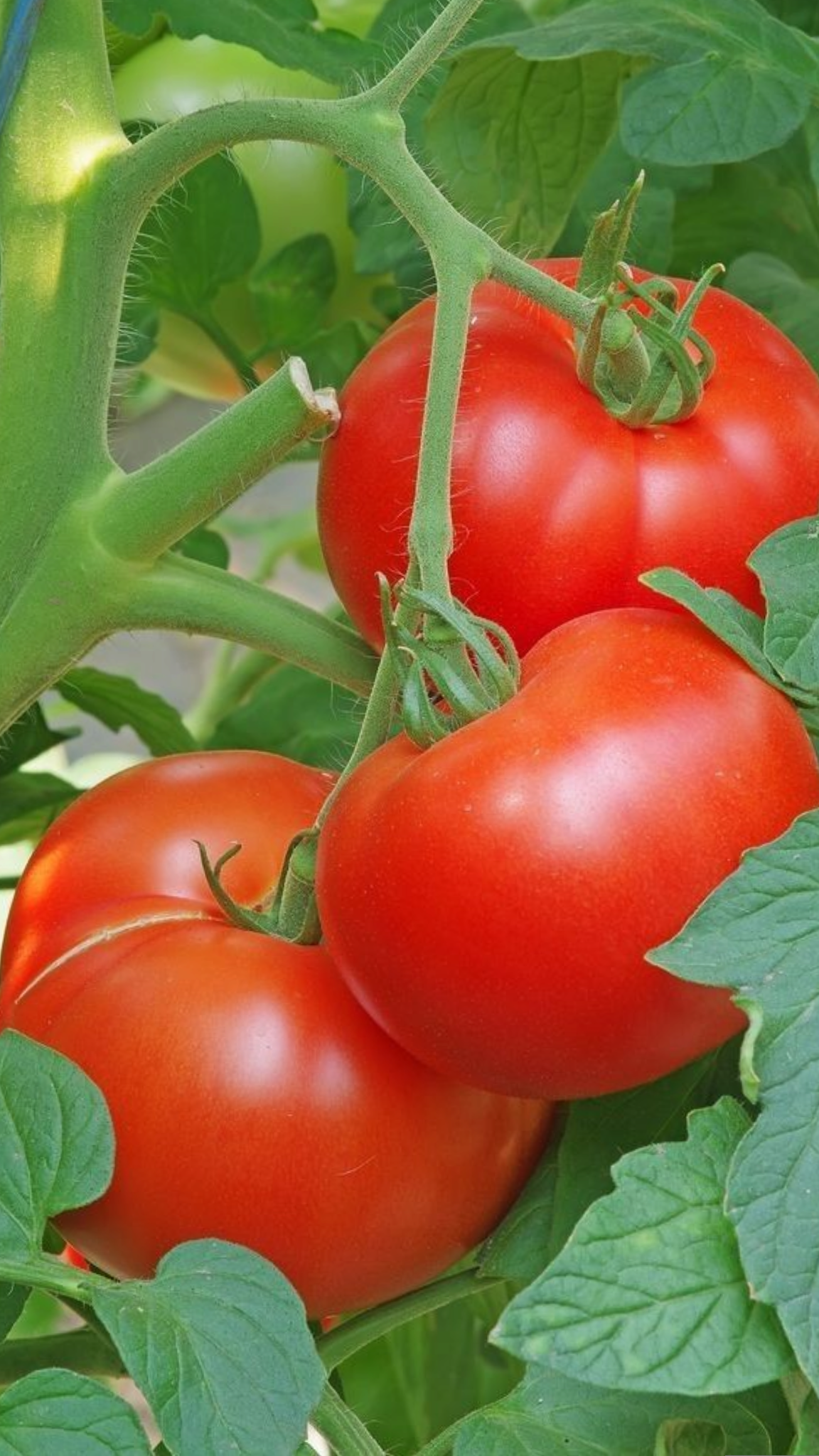 tomatoes