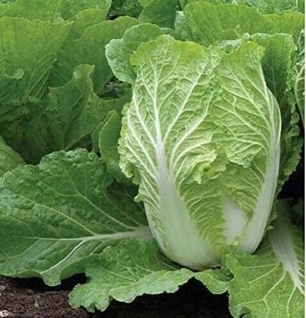 Chinese Cabbage