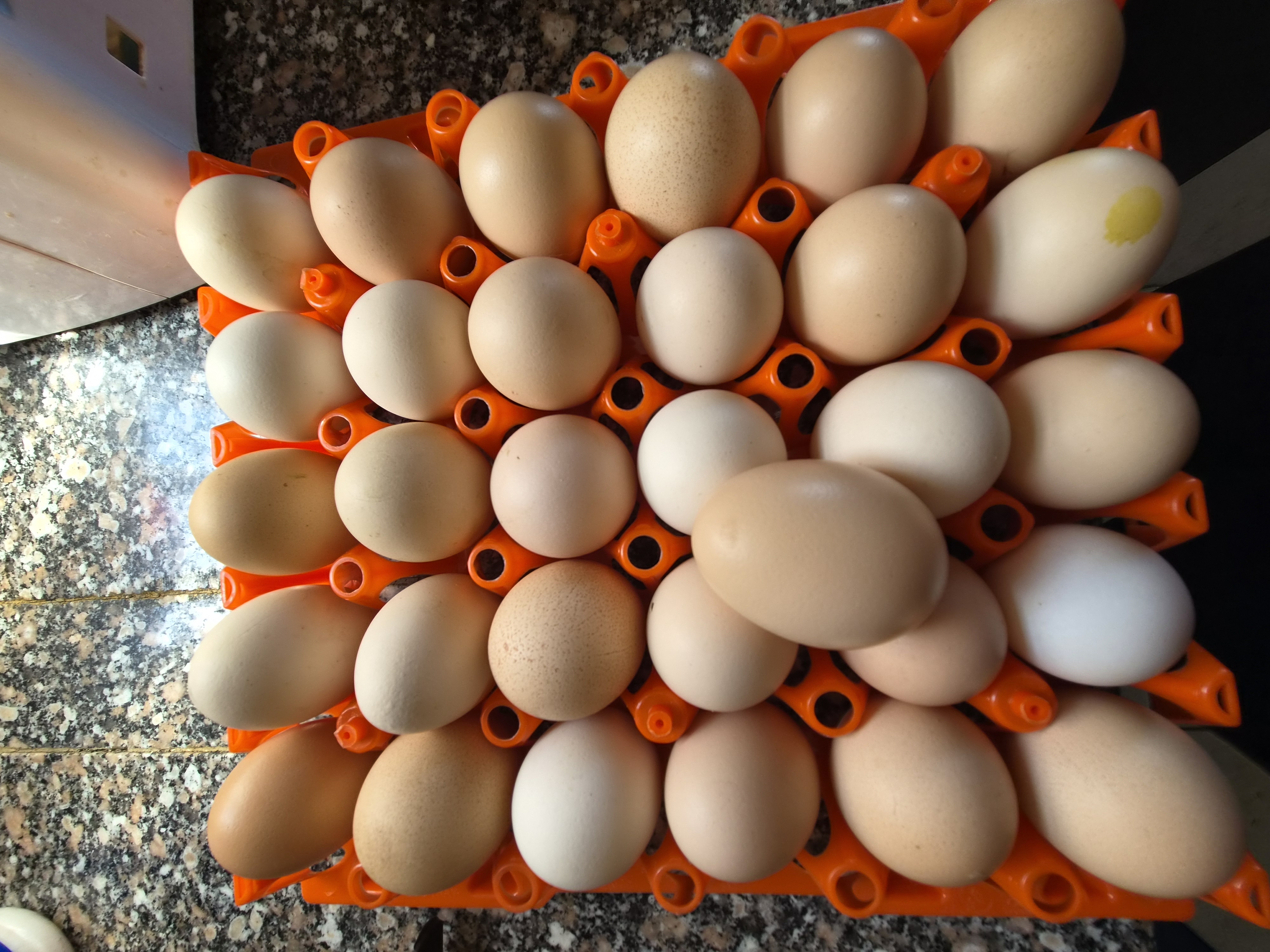 Mayai Kienyeji