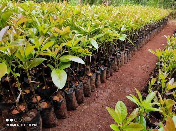 avocado seedlings