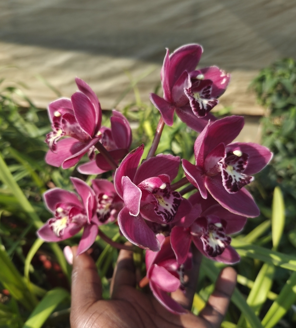 Orchid