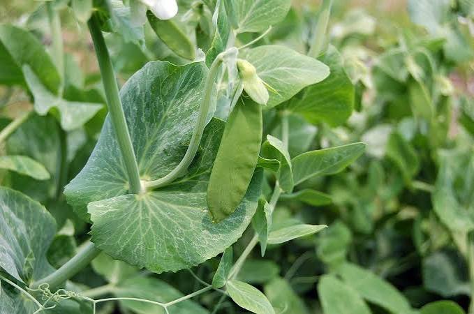 SNOWPEA