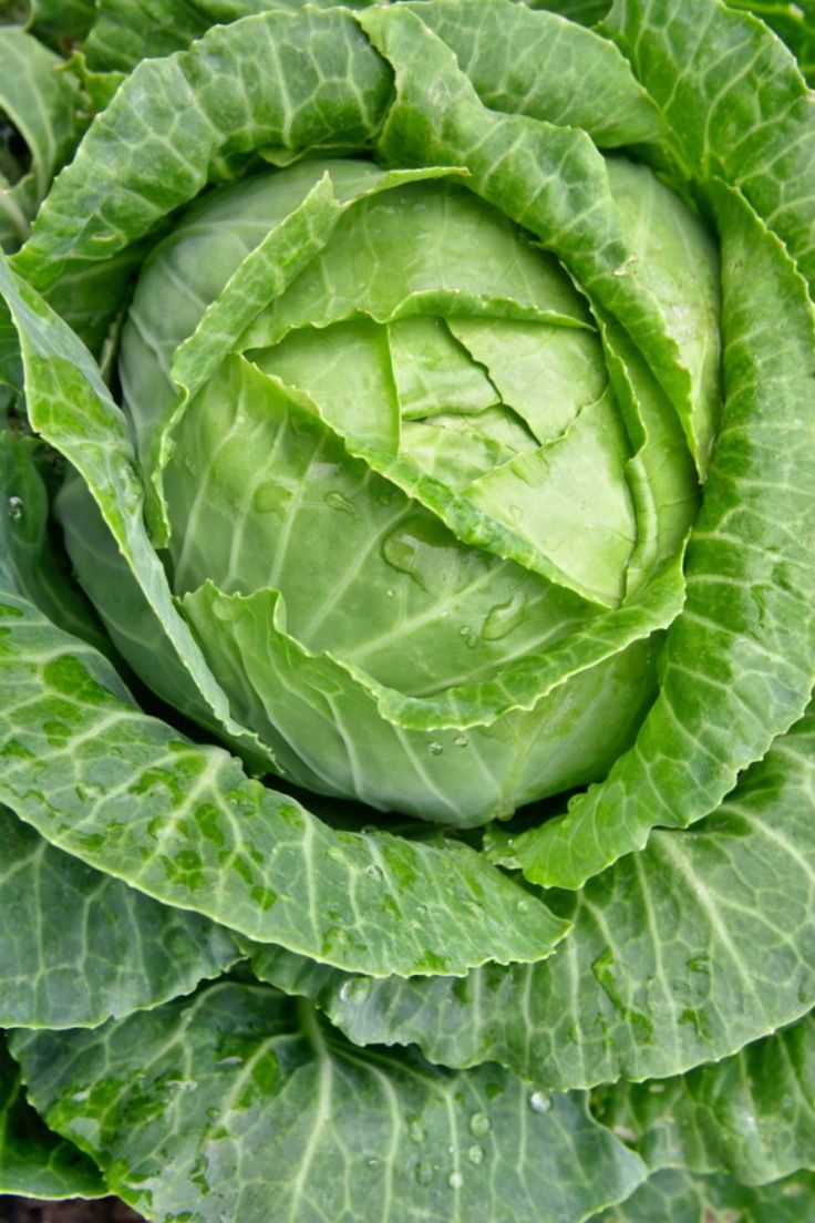 Cabbage
